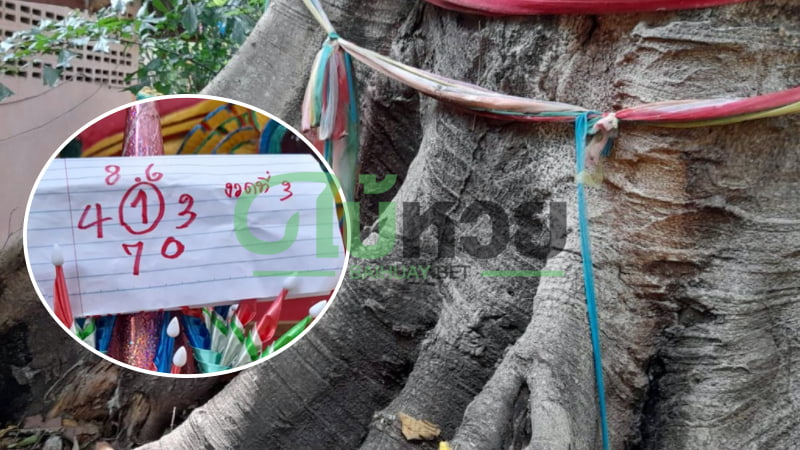 ส่องเลขเด็ด “ต้นมะเดื่อยักษ์” ป่าคำชะโนด ลุ้นโชค 16/7/64 เจอเลขเด็ดโผล่เพียบ
