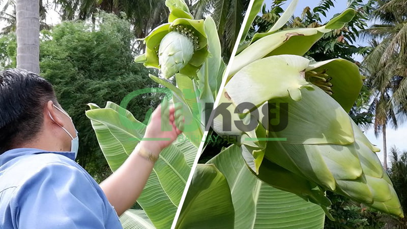ฮือฮา! ชาวบ้านพบ “กล้วยแปลก” ออกปลีคล้ายดอกบัว ด้านข้างเหมือนมังกร