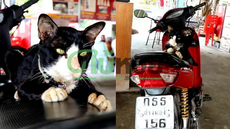 มาแล้ว “เลขเด็ดเจ้าโทน” แมวต้นตะเคียน หลังขึ้นไปนอนเล่นบนรถจักรยานยนต์