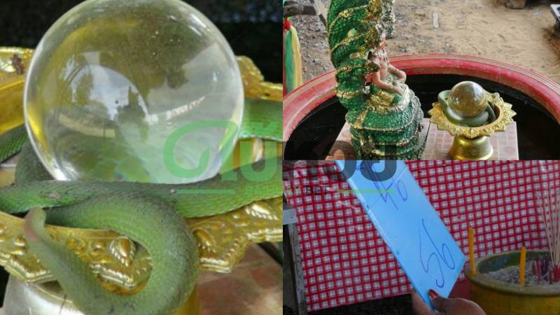 สุดแปลก! ชาวบ้านพบ “งูเขียวเฝ้าลูกแก้วสารพัดนึก” แห่ตีเลขลุ้นรวย 16/12/64